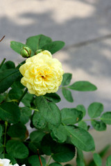 Yellow damask  rose