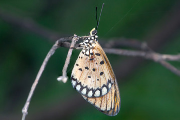 Tawny Coster butterfly (Acraea violae) resting at a twig