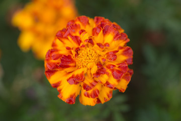 Marigold on the green background