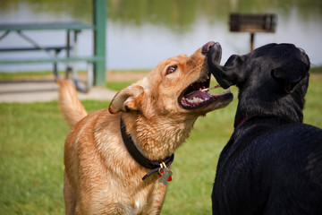 One mutt seemingly whispering in another mutts ear in a park with a pond