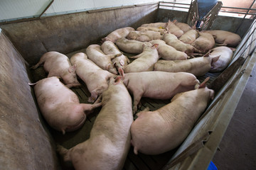 Pigs at a factory