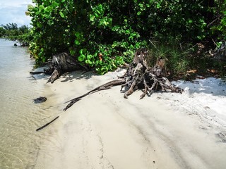 tree on the beach