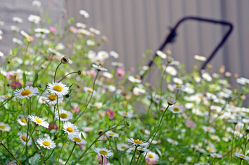 White and pink Seaside daisies in overgrown spring garden with lawn mower in background. Relaxed lifestyle, weekend gardening concepts. Left foreground focus, background blurred