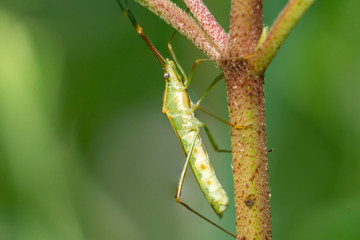 Green Katydid climbing a tree