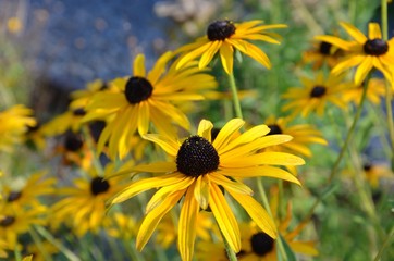Gelber Sonnenhut - Rudbeckia - Echinacea