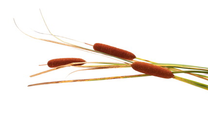 reeds isolated on white background