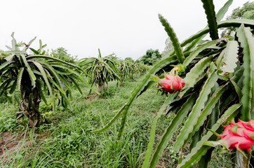 ripe dragon fruit (pitaya, pitahaya) on plantation