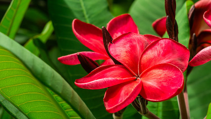 Bunch of red frangipani plumeria flowers on sunny day