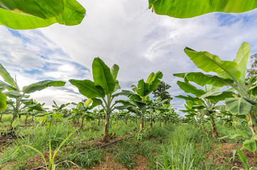 Banana tree plantation in nature with daylight