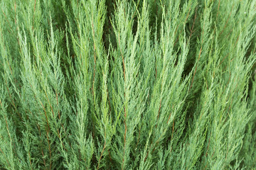 Хвоя туи крупным планом, текстура, фон