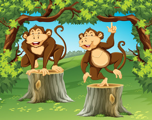 Two monkeys in the jungle