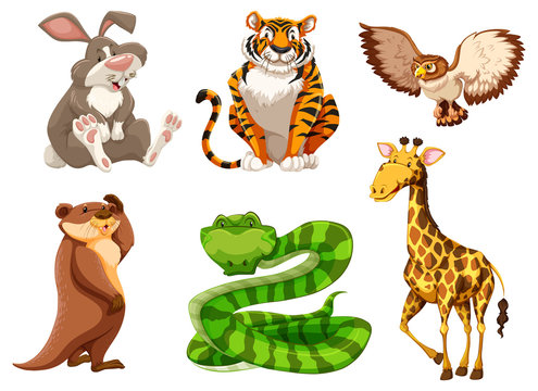 Set of different wildlife