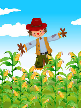 Scarecrow standing in corn field