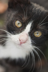 Black and white young cat meowing