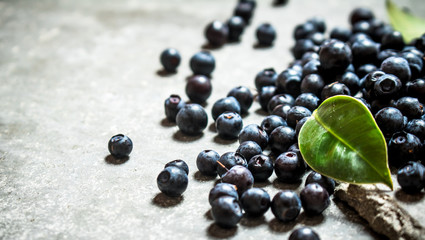 Forest blueberries with the older leaves .