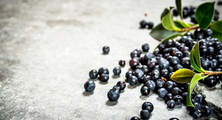 Forest blueberries with the older leaves .