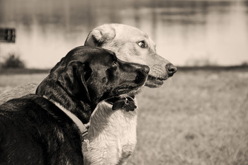 Two adorable mutts in profile heads side by side in sepia