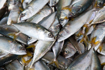 Fresh raw mackerel fish 