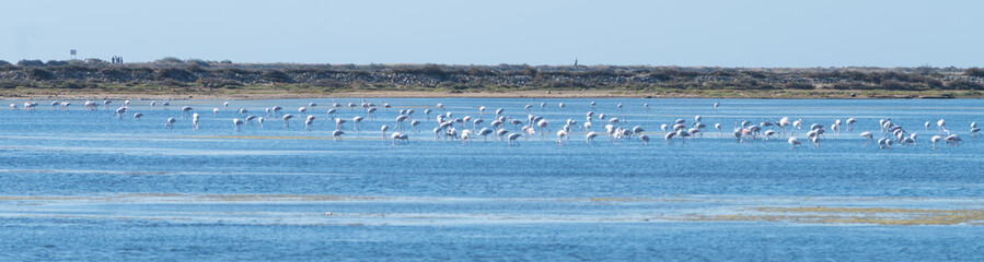 Flamants roses, Gruissan