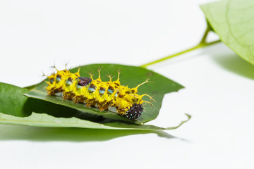 Mature caterpillar of colour segeant butterfly before transform
