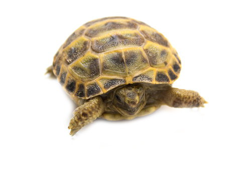 Closeup of a Russian box tortoise isolated in front of a white background.