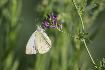 Kohlweißling beim Bestäuben auf Blüte