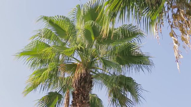 The subtropical climate. Palm tree close up in sunshine
