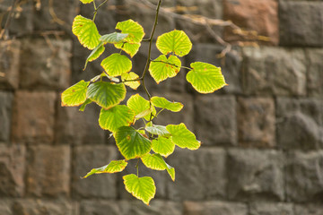 Ветка дерева с увядающими листьями на фоне каменной...