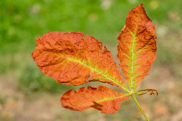 Засыхающий осенний лист