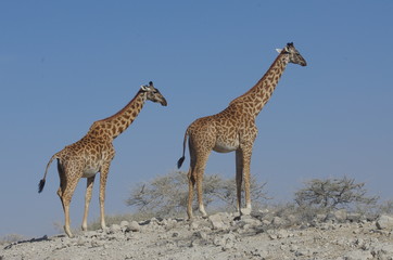 Girafe dans la savane en Afrique