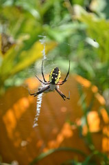 Zipper Spider web in pumpkin patch