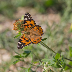 Fototapeta na wymiar Schmetterling (Distelfalter) sitzt auf Blüte
