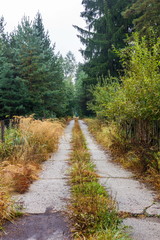 Fototapeta na wymiar Road in autumn forest after rain.