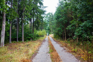 Road in autumn forest after rain.