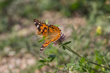 Obraz premium Schmetterling (Distelfalter) sitzt auf Blüte