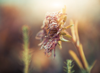 dry faded flower at garden sunset