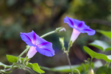 Morning Glory (Ipomoea) flower