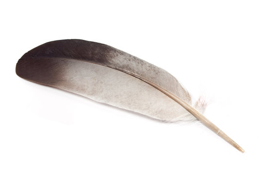 Feather isolated on white background