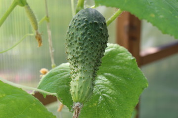 cucumber on a branch