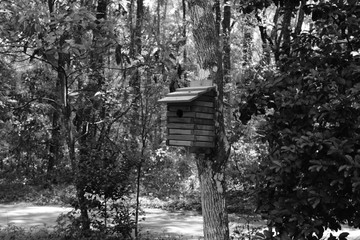 Wooden Bird House on a Tree in the Butterfly Garden at Florida State Park in the Springtime.