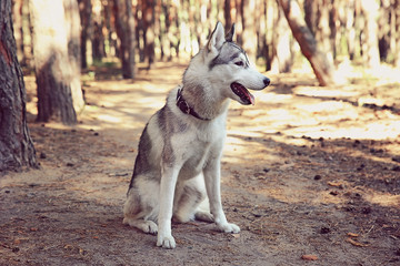 Cute husky on walk in forest