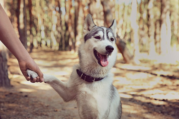 Adorable husky giving paw in forest © Africa Studio