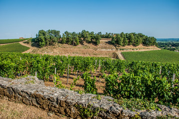 Prestigious vinyards of Saint Emilion, France. HDR processing