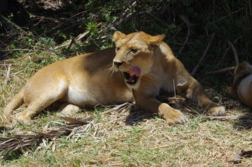 Lion dans la savane en Afrique
