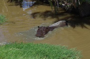 Obraz premium Hippopotame dans l'eau en Afrique