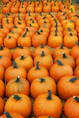pumpkin harvest and arranged on the ground