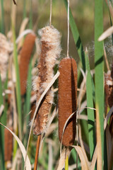 Cattails and Bulrushes