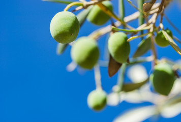 Green olives branch with blue sky background