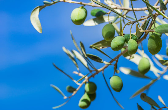Olives tree background
