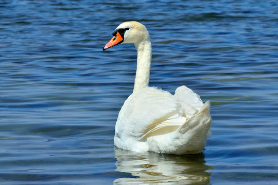 Young white mute Swan, lat. Cygnus olor